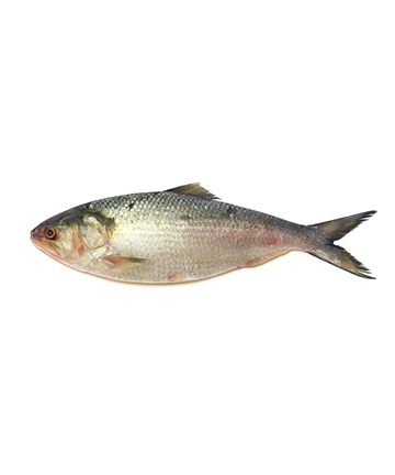 Hilsha Fish (ইলিশ মাছ)