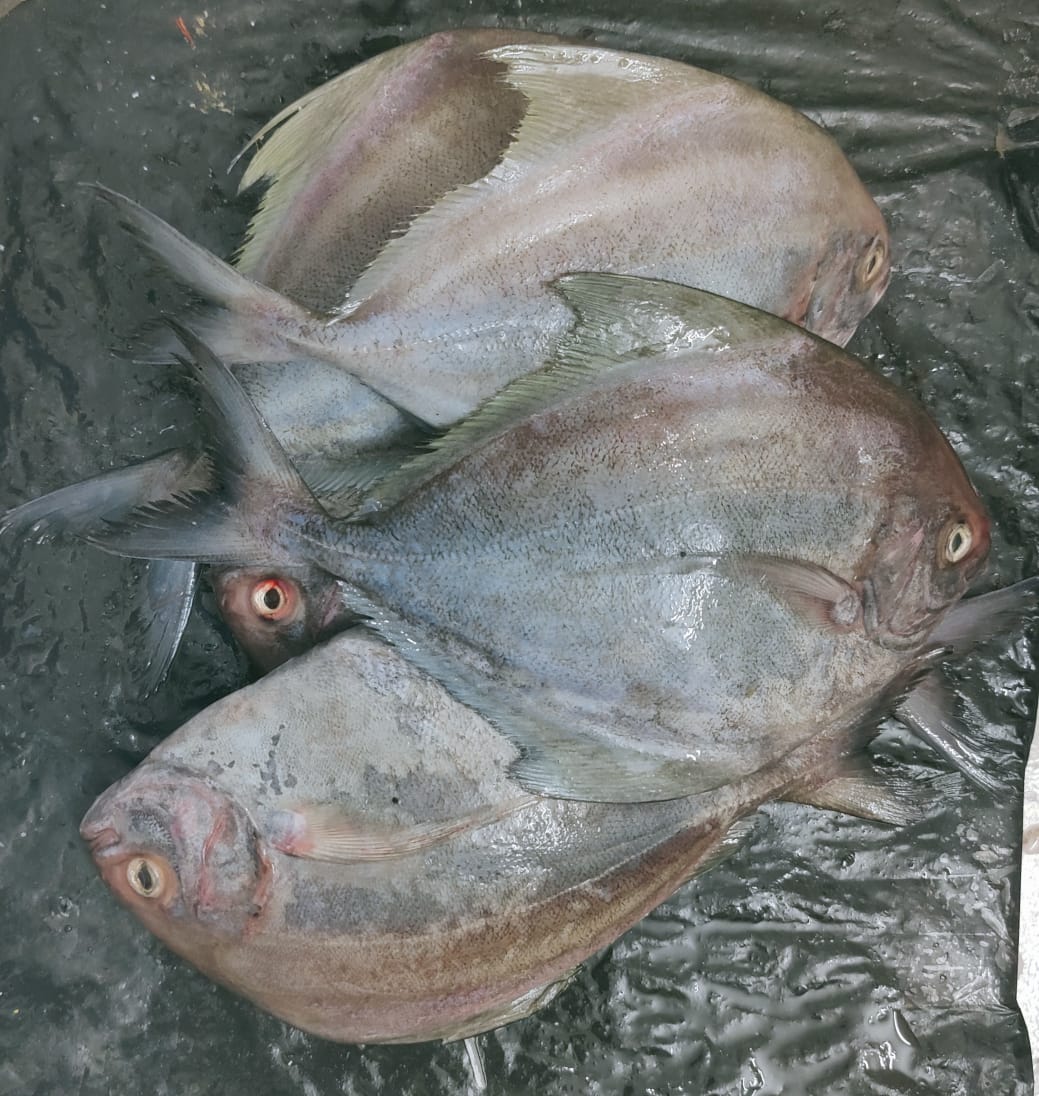 Kala Chanda (কালা চাঁন্দা)