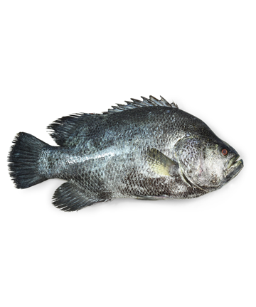 koi Koral (কই কোরাল)