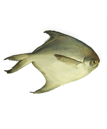 Pomfret( রুপচাঁদা)