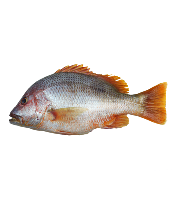 Red Snapper ( লাল কোরাল)